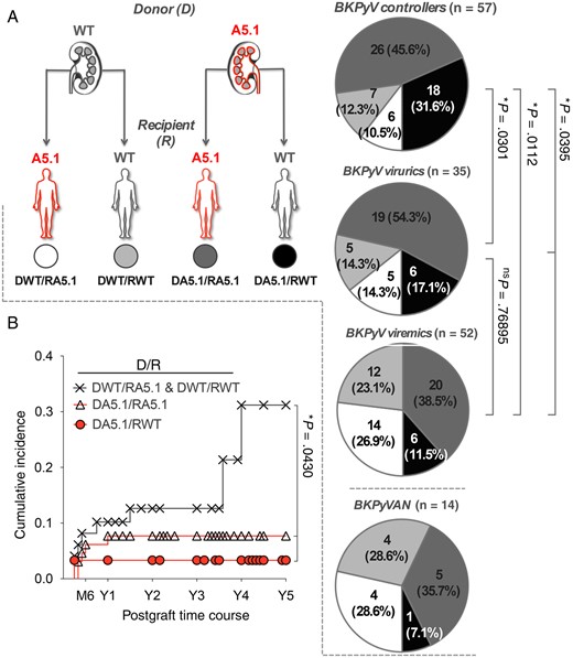Influence of donor/recipient MICA A5.1 mismatch on BK polyomavirus (BKPyV) reactivation. A, According to both donor (D) and recipient (R) MICA genotypes, D/R pairs were classified into 4 groups as follows: DWT/RA5.1 (white panel), DWT/RWT (light gray panel), DA5.1/RA5.1 (dark gray panel), and DA5.1/RWT (black panel). The distribution of the 4 D/R combinations among BKPyV controllers (−), viruric patients (+), viremic patients (++), and patients with BKPyV-associated nephropathy (BKPyVAN) are presented. “A5.1” refers to both heterozygous and homozygous individuals for the MICA A5.1 mutation. “WT” refers to individuals homozygous for MICA wild-type alleles. B, Cumulative incidence of BKPyV-associated nephropathy 5 years after transplantation, according to MICA A5.1 D/R combination.