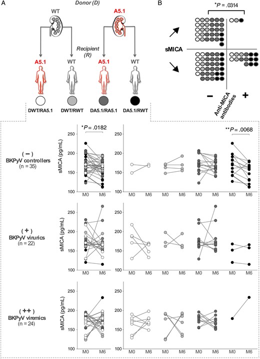 Plasma levels of soluble major histocompatibility complex (MHC) class I–related chain A (sMICA) in transplant recipients. A, Plasma levels of sMICA were quantified at months 0 and 6 after transplantation, using a dedicated enzyme-linked immunosorbent assay, in BK polyomavirus (BKPyV) controller (−), viruric (+), and viremic (++) patients. Concentrations of sMICA according to donor/recipient mismatch are indicated. B, Comparison of variations in sMICA plasma levels between months 0 and 6 (“↗,”increase; ”↘,” decrease), according to the MICA immunization status of the recipients (“−” no immunization; “+,”immunization).