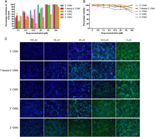 A, Dose-dependent inhibition of Zika virus (ZIKV) replication by 2′-C–methylated nucleosides in Vero cells. Vero cells were treated with different concentrations of 2′-C–methylated nucleosides and at the same time infected with ZIKV. Culture supernatants were collected at 48 hours after infection and analyzed for ZIKV infectivity by plaque assay. B, Viability of Vero cells treated by 2′-C–methylated nucleosides at a range of concentrations of 0–100 µM. Vero cells were exposed to the tested compounds for 72 hours. Viability was measured by a colorimetric assay, using Dojindo′s highly water-soluble tetrazolium salt test (triplicate setting) and confirmed by optical microscopy. C, Inhibition of ZIKV antigen expression by nucleoside inhibitors. ZIKV-infected Vero cells were fixed on slides at 48 hours after infection and stained with flavivirus-specific antibody labeled with FITC (green) and counterstained with DAPI (blue). Scale bar, 50 µm.