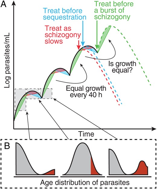 Illustration of the periodic growth cycle of parasitemia. A, A schematic of parasite growth in an individual with synchronous infection with Plasmodium falciparum. Parasites progress through their life stages synchronously, with a rapid increase every 40 hours following schizont rupture (green regions). Troughs occur every 40 hours as mature parasites sequester (blue regions). B, The expected age profile of parasite at each point in the life cycle, with gray shading indicating parasites in circulation and red shading indicates sequestered parasites. The green dashed line illustrates the hypothesis that individuals treated at a trough in parasite concentration (green arrow) tend to have an increase in parasite concentration immediately after treatment. Alternatively, individuals treated near a peak in parasite concentration (blue arrow) will tend to experience a decline in parasite concentration immediately after treatment. This figure is available in black and white in print and in color online.