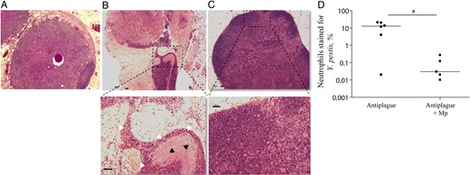 Histological analysis of inguinal lymph node (ILN) sections from mice recovering from Yersinia pestis infection. Hematoxylin and eosin staining of ILN tissue sections from representative naive mice (A), Y. pestis–infected mice treated with anti–Y. pestis antibodies (B), or Y. pestis–infected mice that received the combined treatment (C). Upper panel objective magnification, 2.5× original magnification. The lower panel represents magnification (objective, 10× original magnification) of the dashed rectangle in the upper panel. The black and white arrowheads indicate Y. pestis and neutrophils, respectively. The horizontal bars are equal to 50 μm. D, The percentage of ILN neutrophils (Ly6G+CD11b+) also stained with Y. pestis–specific antibodies among mice that were treated with anti–Y. pestis antibodies alone (closed circles) or with the combined therapy (closed squares) on day 7 after infection. Horizontal lines represent geometric mean values. *P < .05.
