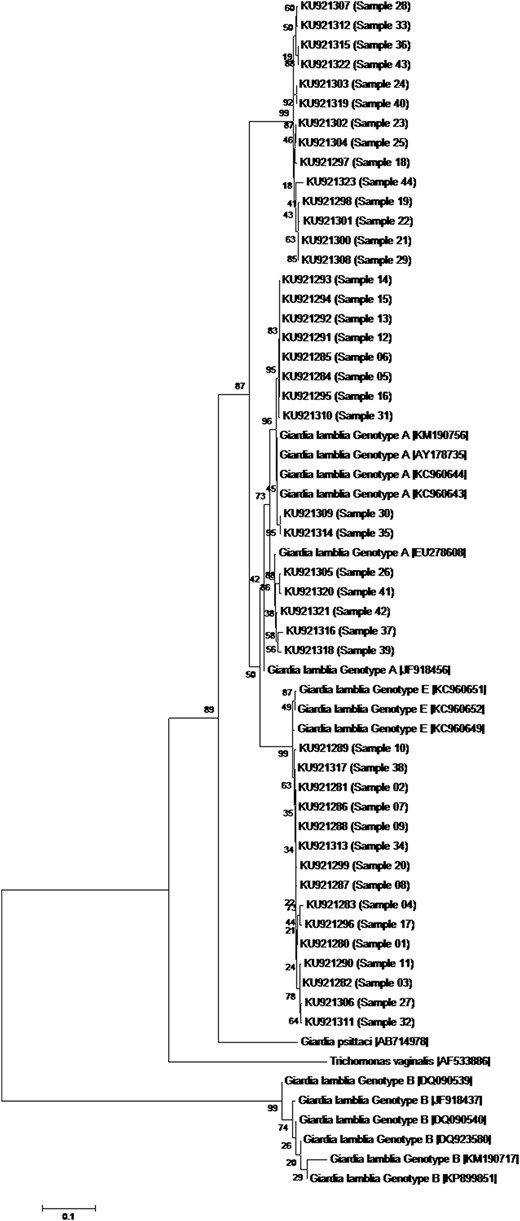Phylogenetic tree of the Giardia lamblia isolates form children, based on sequences of the gene encoding glutamate dehydrogenase determined by a neighbor-joining algorithm, using a Kimura 2-parameter model. The sample numbers are indicated in parentheses. Sequences obtained from GenBank are indicated by their accession numbers. Values in the tree nodes represent bootstraps. The scale represents the distance in millions of years for the differentiation of each branch.