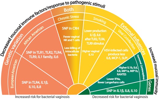 Genetic and environmental factors influence mucosal immunity in the reproductive tract. Factors associated with an increased risk for bacterial vaginosis (BV) are also associated with decreased levels of inflammatory immune markers in cervicovaginal secretions, while factors associated with a decreased risk for BV are associated with increased levels. Abbreviations: CRH, corticotropin-releasing hormone; HSV, herpes simplex virus; IFN, interferon; IL, interleukin; NK, natural killer; SNP, single-nucleotide polymorphism; TLR, Toll-like receptor.