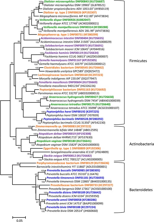 Diversity of bacterial isolates obtained with classical cultivation methods. Minimum evolution phylogenetic dendrogram shows relationships of representative 16S ribosomal RNA (rRNA) gene sequences of vaginal bacterial isolates among closely related validly described species. Numbers at branch points depict bootstrap support based on analysis of 1000 replicates. GenBank accession numbers for the 16S rRNA sequences are provided in parentheses. Strains are color coded based on categories developed in this study. Orange indicates bacteria with <98% sequence identity to validly published species; blue, closely related species within a genus; purple: bacteria previously isolated from other human body sites but not the vagina; and green, known bacteria previously isolated from the vagina. Bar represents 5% sequence divergence.