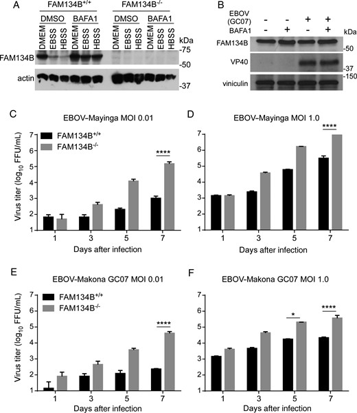 Endcplasmic Reticulum FAM134B, the Selective Autophagy Receptor for Endoplasmic Reticulum ...