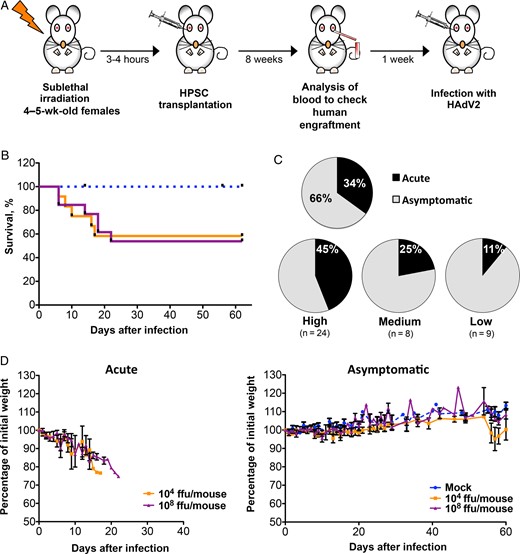 Morbidity and mortality due to human adenovirus (HAdV) in humanized NSG-A2 mice. A, Diagram showing the protocol followed to generate the NSG-A2 humanized mice. B, Kaplan–Meier survival curve of mice with high human chimerism (defined as mice in which >30% of peripheral blood cells were hCD45+ cells). Mice were infected with either 104 or 108 fluorescence-forming units (ffu)/mouse or were mock infected (with phosphate-buffered saline). C, The percentage of mice with acute (black) or asymptomatic (gray) infection. The upper chart shows the total disease distribution. The lower charts show the disease distribution by human engraftment in peripheral blood, with high engraftments defined as a peripheral blood cell population in which >30% of cells were hCD45+, medium engraftment defined as one in which 30%–15% were hCD45+, and low engraftment defined as one in which <15% were hCD45+). Disease distribution was calculated as the percentage of mice that developed an acute or asymptomatic infection per group. The total number of animals per group is shown in parentheses. D, Graph showing weight loss of acute and asymptomatic mice with high human engraftment, depicted as the percentage of initial weight. Mean values and standard errors of the mean are represented. A total of 30 mice were used for this analysis (6 were mock infected, 11 were infected with 104 ffu/mouse, and 13 were infected with 108 ffu/mouse).