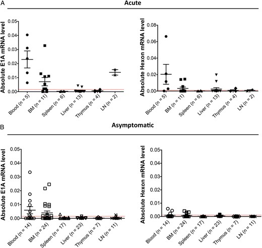 Detection of human adenovirus (HAdV) messenger RNA (mRNA) in different tissues. Absolute mRNA levels for E1A and hexon expression are shown. A, Graph showing E1A (left panel) and hexon (right panel) expression in mice with acute humanized NSG-A2 infection. B, Graph displays values for the same genes in asymptomatic infected animals. Each dot represents one animal, mean values and standard errors of the mean are shown for each tissue. The number of samples per group is shown in parentheses. The gene encoding GAPDH was used as housekeeping gene to normalize the data. The red dotted line is the threshold for a sample to be positive, and it is calculated on the basis of the mRNA levels for each gene in the mock-infected animals. Abbreviations: BM, bone marrow; LN, lymph node.