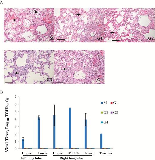 Histopathology and viral titer detection. The common marmosets, were intravenously inoculated with MCA1 at doses of 5 mg/kg (G1) and 20 mg/kg (G2) and then challenged with Middle East respiratory syndrome coronavirus (MERS-CoV) 24 hours later, or were initially intratracheally infected with MERS-CoV, followed by intravenous inoculation with MCA1 at 2 (G3) or 12 (G4) hours, at 20 mg/kg. A control group was simultaneously infected and set up as a model (M) group. A, Histopathological appearance of pulmonary tissue from MERS-CoV–infected marmosets. Lungs of marmosets in the model group (M) showed acute bronchointerstitial pneumonia; the pulmonary alveoli were infiltrated by a large amount of inflammatory cells (arrowhead), with fibrin exudation (asterisk). The alveolar interstitium were thickened and pulmonary alveoli were filtrated by inflammatory cells (arrows) in the G1, G2, G3, and G4 groups. Scale bar, 100 μm. B, Viral titers from lung and trachea were determined 3 days after infection.