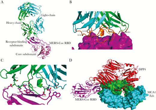 Crystal structures of MCA1 fragment of antigen binding (Fab) in complex with Middle East respiratory syndrome coronavirus (MERS-CoV) receptor-binding domain (RBD). A, Crystal structure of MCA1/MERS-CoV RBD complex in graphic representation. The receptor-binding site (RBS) and core subdomain of MERS-CoV RBD are colored light pink and magenta, respectively; the heavy chain is green, and the light chain cyan. The ethylene glycol between the heavy and light chains and the N-linked glycans in the RBD are represented as magentas sticks. B, Closer view of the interaction between MCA1 Fab and the RBS. The RBS is depicted in surface representation. Three complementarity-determining regions (CDRs) of the heavy and light chains are colored orange. C, Detailed interactions between MCA1 and the RBS. Key residues are shown as sticks. D, Superimposed structures of MERS-CoV RBD binding to MCA1 and dipeptidyl peptidase (DPP4). The heavy and light chains of MCA1 are depicted in surface representation, and DPP4 is shown in red.