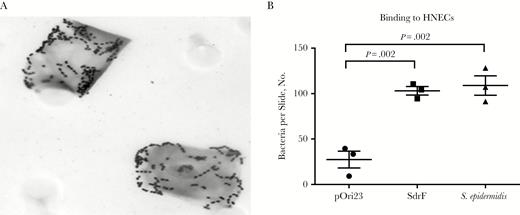 Lactococcus lactis expressing SdrF binding to human nasal epithelial cells (HNECs). A, Adherence to the epithelial cells was measured by examining crystal violet stained cells with microscopy. B, Adherence of L. lactis expressing SdrF or an SdrF-positive Staphylococcus epidermidis, strain 9491, to nasal epithelial cells. Numbers of adherent bacteria per nasal epithelial cell were determined under oil immersion. Data represent the mean number of bacteria per epithelial cell per slide.