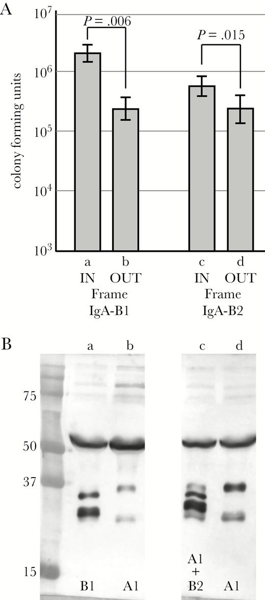 (A) Results of invasion and intracellular survival assays of human respiratory epithelial cells comparing strains at acquisition and after persistence in the airways. Lane a, strain 103P3H1 upon acquisition by the patient (igaB1 gene in frame and expressed); lane b, strain 103P20H1 (igaB1 gene out of frame and not expressed), which is the same strain as in lane a after persistence for 565 days. Lane c, strain 91P109H1 upon acquisition by the patient (igaB2 gene in frame and expressed); lane d, strain 91P114H1 (igaB2 gene out of frame and not expressed), which is the same strain as in lane c after persistence for 70 days. Y-axis is colony-forming units of intracellular bacteria after 3 hour assay. P values are noted based on paired 2-tailed Student t test. (B) Immunoblot assay showing immunoglobulin (Ig)A protease expression at the end of the 3-hour assays confirming that expression did not change during the assay. Lanes are the same as in A. IgA protease expression is noted at the bottom. Molecular mass standards are noted on the left in kilodaltons.