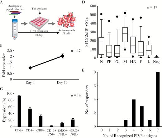Activation and expansion of PIV3-specific T cells. A, Schematic of the T-cell expansion protocol. B, Fold expansion achieved over a 9- to 11-day period based on cell counting using Trypan blue exclusion (n = 17). C, Phenotype of the expanded lines (mean ± standard error of the mean) (n = 14). D, Specificity of the expanded cells as determined by interferon-γ enzyme-linked immunospot assay. Data points outside the 10th to 90th percentile are represented as dots. E, Number of antigens recognized by the donors screened. Only lines with a total of ≥30 spot-forming cells/2 × 105 input cells for a given antigen were considered to be positive. Abbreviations: F, fusion; HN, hemagglutinin-neuraminidase; L, large protein; M, matrix; N, nucleocapsid; PC, protein C; PIV3, parainfluenza virus 3; PP, phosphoprotein; SFC, spot-forming cell; VST, virus-specific T cell.