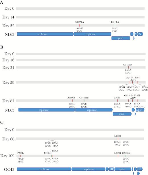 Genome evolution of human coronavirus over time. Single-nucleotide variants in the consensus genome for patient 1 (A), 2 (B), and 3 (C) are depicted. Patients 4 and 5 showed no variants over time for the same coronavirus species (Table 3). Both nonsynonymous and synonymous variants are depicted relative to the day 0 genome recovered. Majority consensus nonsynonymous changes at allele frequency >50% are indicted in red, while majority consensus synonymous changes at allele frequency >50% are shown in green. Allele frequencies for variant sites are depicted when the majority allele had <95% frequency. Nonsynonymous changes are shown for the amino acid of a given gene, while synonymous changes are shown for the nucleotide of that gene. Allele frequencies alone are shown when the majority consensus base is not a variant relative to the day 0 genome but the majority allele frequency at that base is <95% (in flux). Abbreviations: HE, hemagglutinin esterase; M, membrane protein; N, nucleocapsid protein.