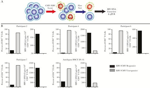 Functional CD4+ T-cell responses to Epstein-Barr virus (EBV)/cytomegalovirus (CMV) lysate stimulation and CD4+ T cell–associated human immunodeficiency virus (HIV) DNA levels within responsive and unresponsive cells. CD4+ T cells were exposed to CMV/EBV lysates followed by fluorescence-activated cell sorting and enumeration of cells that produced interleukin 2 (IL-2) and/or interferon gamma (IFN-γ) (A). HIV DNA extracted and enumerated by quantitative polymerase chain reaction (qPCR) was found to be highest in cells responding to CMV/EBV antigen despite these cells being the least frequent (B).
