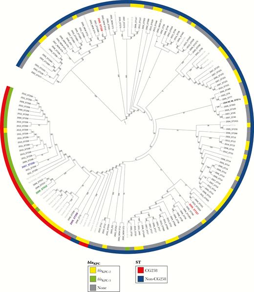 Circular representation of the transformed phylogenetic tree (ignoring branch lengths) generated by RAxML and drawn using iTOL version 3.2.4, showing the genetic relationships among 133 Colombian Klebsiella pneumoniae isolates. Isolates in gray correspond to K. pneumoniae isolates from different parts of the world added as reference. Isolates in red correspond to the first 2 Colombian K. pneumoniae isolates described, carrying blaKPC-2. Isolate in purple corresponds to the oldest ST258 isolate in our collection. Isolate in blue corresponds to the oldest ST258 KPC-Kpn isolate in our collection. Isolate in green corresponds to the index isolate from the “Israeli outbreak” in Medellin. aFirst KPC-Kpn reported in the world (North Carolina).