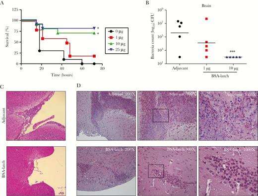 Protective effects of latch vaccination against group B streptococcus (GBS) infections in mice. Mice (n = 5) were vaccinated with bovine serum albumin–conjugated latch peptide (BSA-latch) twice at 14-day intervals, followed by challenge intravenously with 107 colony-forming units of GBS CNCTC10/84. A, Survival of mice was recorded for 3 days. B–D, Brains of mice were dissected at the time of death or after euthanasia at the end of the experiment. Brain tissue specimens were homogenized in phosphate-buffered saline, and GBS counts were measured in the serially diluted brain tissue homogenates (B). Formalin-fixed, paraffin-embedded brain tissue sections were stained with hematoxylin and eosin (C) and Gram stain (D). *P < .05 and ***P < .001, compared with adjuvant vaccinated mice.