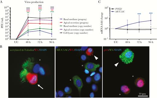 Human rhinovirus (HRV) replication in human nasal epithelial cells (hNECs). A, HRV titers were calculated by plotting a standard curve, using cycle threshold values of viral complementary DNA. Virus progeny were detected using a plaque assay. B, Representative images of costained infected α-tubulin–positive ciliated cells (white arrow) with the structural protein (VP) of HRV, showing that ciliated cells were the major cell type infected by HRV, and uninfected ciliated cells (white asterisk) 48 hours after infection (left panel); representative images of uninfected MUC5AC-positive goblet cells (white asterisk) and p63-positive basal cells (white asterisk; middle); and infected cells that were not of goblet or basal cell origin (white triangle) 48 hours after infection (right). No infected goblet and basal cells costained with HRV VP were detected. Scale bar, 10 µm. C, Intracellular messenger RNA (mRNA) expression levels for the markers FOXJ1 (ciliated cells) and MUC5AC (goblet cells). The y-axis shows the normalized fold-change in levels in infected cells as compared to those in uninfected control (UC) cells. Median and interquartile ranges are shown. The significance level was calculated using 1-way analysis of variance (for nonparametric, grouped data) and the Dunn multiple comparisons test. PFU, plaque-forming units. *P < .05, **P < .01, and ***P < .001, compared with UC cells (n = 12).