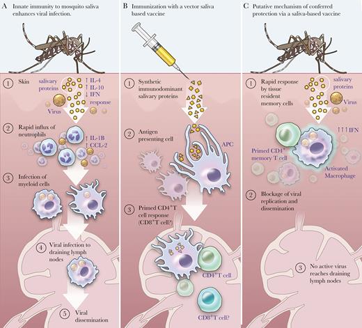 Mosquito saliva-based vaccine: proposed mechanism of action. (A) A virus-infected mosquito seeks a blood meal while injecting salivary proteins and viral particles from its salivary glands. The bite trauma coupled with the salivary effects cause vascular leakage, edema, mast cell degranulation, and release of host Th2-predominant cytokines. As the virus infects stromal cells in the dermis, neutrophils are recruited to the dermis, which in turn release chemokines that attract myeloid cells that become infected, and which traffic virus to the lymph nodes, leading to systemic infection. (Note: This scenario is based on evidence primarily derived from dengue virus-infected mice using natural transmission models, as cited within text.) (B) Upon inoculation with immunodominant synthetic salivary peptides, antigen-presenting cells such as dendritic cells can take them up and interact with CD4+ T cells to prime an immune response upon re-exposure to mosquito saliva. It is not clear what role CD8+ T cells play in this milieu. (C) Upon challenge with a virus-infected mosquito, the host may mount a rapid response to the saliva via skin-resident memory CD4 T cells. The saliva is then unable to immunomodulate the host immune response towards a Th2 response, but the host can mount a Th1-type antiviral response with interferon release by CD4+ T cells and macrophage activation. Given that the virus is a “bystander” because the response is primed to salivary antigens, systemic infection may not succeed because of one of the following scenarios: (1) the virus is unable to infect myeloid cells and replicate; (2) the virus is unable to infect cellular targets such as macrophages or monocyte-derived dendritic cells that will traffic virus to draining lymph nodes; or (3) the virus is phagocytosed by the activated macrophage. Further research is needed to determine the exact mechanism of action. Abbreviations: APC, antigen presenting cell; IFN, interferon; IL, interleukin.