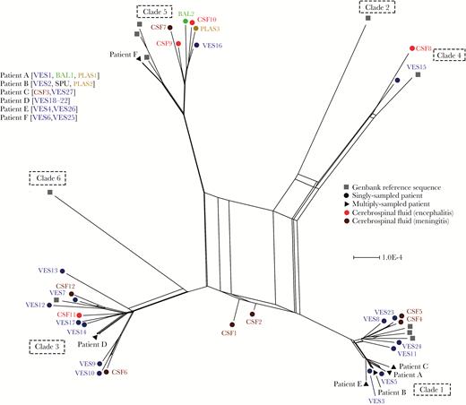 Network phylogeny identifies 2 putative interclade recombinant varicella zoster virus (VZV) genomes. Phylogenetic network of 55 VZV genomes, including 45 from this study and 10 representative the 6 major geographic clades (numbered 1–6). CSF1 and CSF2 represent putative interclade recombinants. Sample types are color coded. Abbreviations: BAL, bronchoalveolar lavage; CSF, cerebrospinal fluid; PLAS, plasma; SPU, sputum; VES, vesicle.