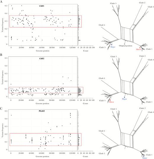 Evidence of varicella zoster virus superinfections in cerebrospinal fluid and plasma. A–C, The genome-wide distribution and frequency of all variant alleles shown as a scatter plot (left). X axis denotes genome position and y axis denotes the frequency of each variant allele (black circle). The number of variant alleles are binned at 1% frequencies and are displayed in a horizontal bar chart (right side). A normally distributed subpopulation of alleles (dotted red box) is suggestive of a mixed infection. Subpopulations are shown in the network phylogenies (right) (major sequence, blue circle; minor sequence, red circle). Abbreviations: CSF, cerebrospinal fluid; PLAS, plasma.