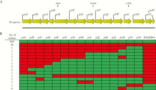 The presence of the psl operon was determined by analysis of whole-genome sequencing data. A, Schematic representation of the psl operon. B, Genotypic overview of the psl operon among the 913 Pseudomonas aeruginosa clinical isolates. Green squares mark the presence and red squares the absence of a full-length gene. Similarly, green and red squares mark the presence and absence, respectively, of anti-Psl reactivity from representative isolates that were evaluated by an enzyme-linked immunosorbent assay.