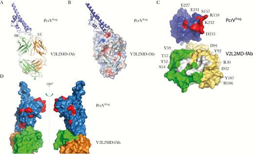 Identification of the anti-PcrV binding epitope of MEDI3902. Cocrystals of V2L2MD-Fab and the PcrVFrag diffracted to a resolution of 2.8 Å. A, Ribbon model of V2L2MD-Fab complexed to PcrVFrag. The light chain (LC) is gold, the heavy chain (HC) is green, and the PcrVFrag is blue. B, Space-filling model V2L2MD-Fab complexed to PcrVFrag. A highly negatively charged pocket interacting with PcrVFrag between CDR1 and 3 of the LC and CDR3 of the HC is indicated in red. C, Interacting surfaces of V2L2-Fab and PcrVFrag are shown in open-book form. Amino acids participating in hydrogen bonding and their numbers are shown. PcrVFrag amino acids are shown in red. V2L2-Fab amino acids are shown in white. D, 180° rotation around the vertical axes of the V2L2-Fab and PcrVFrag complex. Of 35 unique amino acid substitutions, 15 were present in PcrVFrag used for structural analysis and are in red. None of the amino acid changes were within V2L2-Fab and PcrVFrag interaction points.