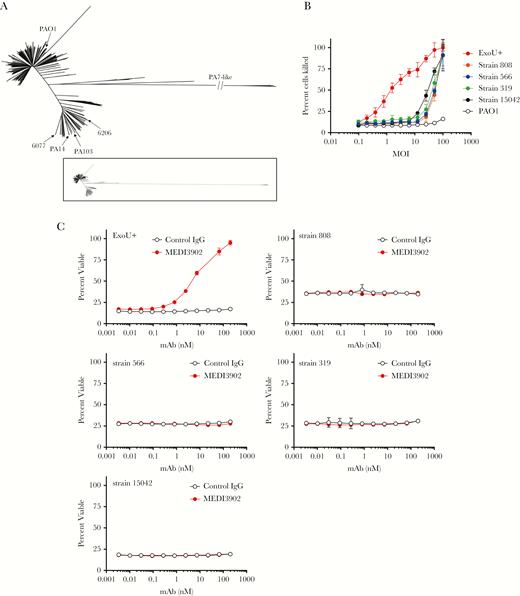 Identification of T3S-injectisome and exoenzyme negative (PA7-like) isolates. A, Core genome–based tree of 913 Pseudomonas aeruginosa genomes with reference strains PAO1, PA14, PA103, 6206, and 6077. The inset illustrates the distance between PA7-like and T3S-injectisome–positive isolates. B, Cytotoxicity assay comparing PA7-like isolates to T3S-injectisome and ExoU+ strain 6077. C, Cytotoxicity assays evaluating MEDI3902 activity against PA7-like isolates and strain 6077. IgG, immunoglobulin G; mAb, monoclonal antibody; MOI, multiplicity of infection.