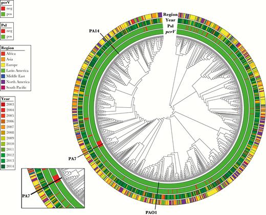 Summary of psl operon and pcrV surveillance data from 913 Pseudomonas aeruginosa clinical isolates. Core genome–based tree with ignored branch lengths is decorated with year and geographical region of collection, along with psl operon and pcrV gene presence (green) or absence (red). Isolates are colored according to their region and year of collections. Reference genomes PAO1, PA7, and PA14 are marked.
