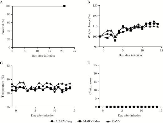 Clinical findings of ferrets infected with Marburg virus strain Angola (ARV/Ang), MARV strain Musoke (MARV/Mus), and Ravn virus (RAVV). Survival (A), weight loss (B), body temperature (C), and clinical scores (D) were monitored after infection. Where applicable, average values for animals in each challenge group are shown for clarity.