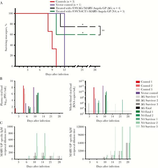 Postexposure treatment of macaques with recombinant vesicular stomatitis virus vectors expressing the Angola glycoprotein of Marburg virus (rVSV∆G/MARV-Angola-GP or rVSVN4CT1-MARV-Angola-GP) was partially effective against a 50–plaque-forming unit (PFU), low-dose challenge with MARV variant Angola. A, Kaplan-Meier survival curves of the rVSV∆G/MARV-Angola-GP group (black line; n = 4), rVSVN4CT1-MARV-Angola-GP (green line; n = 5), untreated control group (red line; N = 3), and vector control treated with rVSVN4CT1-HIV gag (purple line; n = 1). *P ≤ .05 for the difference between the groups treated with rVSV vectors expressing Angola GP and the untreated control group. Statistical significance was not calculated for the vector control, owing to a lack of biological replicates. B, Plasma and whole blood MARV viral loads on days 3, 6, 10, 14, 21, and 28 days after challenge determined via plaque assay (left panel) and RT-qPCR (right panel), respectively. Individual untreated (red and pink bars), rVSV∆G/MARV-Angola-GP–treated (∆G; gray and black bars), and rVSVN4CT1-MARV-Angola-GP–treated (N4; green bars) subjects, as well as the single vector control (purple bar), are shown. The limits of detection are 25 PFU/mL for the plaque assay and 1000 copies/mL for the RT-qPCR assay (dotted line). C, Reciprocal end point dilution titers of anti-MARV GP immunoglobulin M (IgM; left) and immunoglobulin G (IgG; right) in the serum of individual control (red gradient), vector control (purple), and treated (black and green gradient) subjects. Serological titers were evaluated 3, 6, 10, 14, 21, and 28 days after challenge. The untreated controls, vector control, and treated animals that died were serologically negative for MARV GP–specific IgM and IgG; therefore, only treated survivors are depicted. Abbreviations: CT1, native rVSV GP with a truncated cytoplasmic tail; ∆G, VSV in which the native GP is absent; N4, rVSV nucleoprotein at position 4 in the genome.
