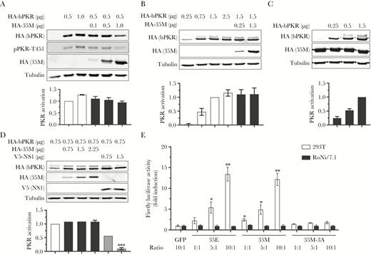Marburg virus (MARV) viral protein 35 (VP35) does not inhibit the activation of human or bat protein kinase R (PKR) in RoNi/7.1 cells. A, RoNi/7.1 cells were transfected with the indicated amounts of hemagglutinin (HA)–tagged human PKR (HA-hPKR) and MARV VP35 (HA-35M) plasmids and analyzed and graphed as in Figure 1B. pPKR-T451, human PKR phosphorylated on residue threonine 451. Color code is as shown in Figure 1B. All transfections of bat cells were performed with lipofectamine LTX (Thermo Fisher Scientific). Data are representative of 3 independent experiments. B, RoNi/7.1 cells were transfected, analyzed, and graphed as in (A) but with HA-tagged bat PKR (HA-bPKR) instead of hPKR, as indicated. Data are representative of 3 independent experiments. Color code is as shown in Figure 1D. C, A RoNi/7.1 cell line constitutively expressing HA-35M (RoNi-35M) was transfected with the indicated amounts of plasmids and analyzed and graphed as in (B). Data are representative of 3 independent experiments. Color code is as shown in Figure 1D. D, RoNi/7.1 cells were transfected with the indicated amounts of plasmid encoding HA-bPKR along with HA-35M or V5-tagged influenza A virus nonstructural protein 1. Samples were analyzed and graphed as in (B). Data are representative of 3 independent experiments. Color code is as shown in Figure 1D except gray bars, V5-NS1. E, 293T and RoNi/7.1 cells were transfected with a vector that constitutively expresses firefly luciferase (pGL3-Control, Promega) plus either a plasmid encoding green fluorescent protein (GFP) or increasing amounts of plasmids encoding Ebola virus VP35 (35E), 35M, or 35M-3A (ratio refers to the ratio of these plasmids to pGL3-Control). At 3 days posttransfection, cell lysates were harvested and analyzed with the Luciferase Assay System (Promega) and LUMIstar Omega luminometer (BMG LabTech). Data are representative of 3 independent experiments. *P < .05, **P < .01, ***P<0.001.