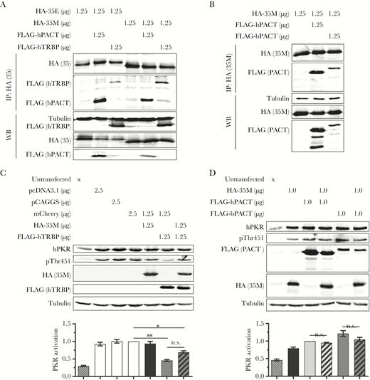 Human and bat PKR-activating protein (PACT) (hPACT and bPACT, respectively) bind Marburg virus (MARV) viral protein 35 (VP35), but are not sufficient to restore VP35-mediated protein kinase R (PKR) inhibition in U-251 MG cells. A, Coimmunoprecipitation analysis was performed in 293T cells to determine whether hemagglutinin (HA)–tagged Ebola virus VP35 (HA-35E) or MARV VP35 (HA-35M) are able to bind to FLAG–tagged hPACT (FLAG-hPACT) or human HIV-1 TAR RNA binding protein (TRBP) (FLAG-hTRBP). Cell lysates were harvested and immunoprecipitated (IP) using an anti-HA antibody and were analyzed as in Figure 1C. WB, Western blots. Data are representative of 3 independent experiments. B, Coimmunoprecipitation analysis was performed in 293T cells to determine whether HA-35M is able to bind to FLAG-hPACT or FLAG-tagged bPACT (FLAG-bPACT). Cell lysates were harvested and immunoprecipitated using an anti-HA antibody and were analyzed as in (A). Data are representative of 3 independent experiments. C and D, U-251 MG cells were not transfected (x) or transfected with the indicated plasmid amounts. At 2 days posttransfection, cell lysates were harvested and analyzed as in Figure 1B. hPKR, human PKR; pPKR-T451, human PKR phosphorylated on residue threonine 451. Data were analyzed and graphed as shown in Figure 1B and are representative of 3 independent experiments. Checkered bars, untransfected; white bars, empty vector or mCherry; black bars, 35M + mCherry (C) or 35M (D); light gray bar, hPACT; striped light gray bar, hPACT + 35M; dark gray bars, hTRBP + mCherry (C) or bPACT (D); striped dark gray bars, hTRBP + 35M (C) or bPACT + 35M (D). 35, 35E or 35M: PACT, hPACT or bPACT. Not significant (n.s.): P > .05. *P < .05, **P < .01.
