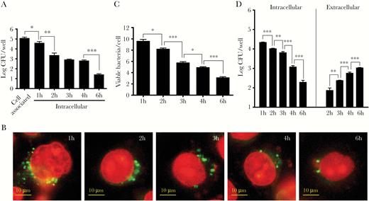 Neisseria gonorrhoeae invasion, intracellular survival, and exocytosis of HeLa cells. (A) Adhesion, invasion, and intracellular survival of N. gonorrhoeae was quantified by gentamycin protection assays. The graph represents the mean and standard deviation (SD) of 3 independent experiments. (B) The viability of intracellular bacteria was visualized by intracellular LIVE/DEAD staining after gentamycin protection assays. Representative images are shown. Viable bacteria are stained with SYTO 9, whereas dead bacteria and the cell nucleus are stained with propidium iodide. (C) The number of viable bacteria after intracellular LIVE/DEAD staining was quantified by image analyses. The graph represents the mean and SD of 3 independent experiments, and at least 100 cells were analyzed for each condition. (D) Exocytosis and intracellular survival of N. gonorrhoeae was quantified in modified gentamycin protection assays in which gentamycin was removed after 1 hour of exposure to allow survival of extracellular bacteria in subsequent time points. The graph represents the mean and SD of 3 independent experiments. Significant differences between time points were identified by Student’s t test. *, P < .05; **, P < .01; ***, P < .005. CFU, colony-forming units.