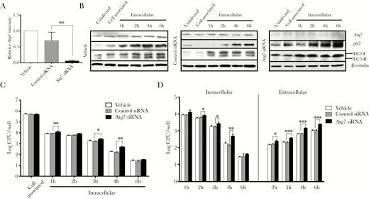 Neisseria gonorrhoeae shows enhanced intracellular survival and exocytosis after Atg7 knockdown. HeLa cells were transfected with Atg7-specific small interfering ribonucleic acid (siRNA) or control siRNA and used in gentamycin protection assays with N. gonorrhoeae. (A) Quantification of Atg7 levels in uninfected HeLa cells after transfection with Atg7 or control siRNA, as determined by Western blot analysis. The Atg7 levels were normalized according to β-tubulin levels. The graph represents the mean and standard deviation (SD) of 3 independent experiments. (B) Western blot analysis of Atg7, p62, and LC3 levels during N. gonorrhoeae invasion of HeLa cells in gentamycin protection assays. Representative images are shown of at least 3 independent experiments. β-tubulin was included as loading control. (C) Quantification of adhesion, invasion, and intracellular survival of N. gonorrhoeae in transfected HeLa cells. The graph expresses the mean and SD of 3 independent biological repeats. (D) Quantification of exocytosis and intracellular survival of N. gonorrhoeae in modified gentamycin protection assays using transfected HeLa cells. The graph represents the mean and SD of 3 independent experiments. Significant differences between Atg7 siRNA transfected cells and control cells were identified by Student’s t test. *, P < .05; **, P < .01; ***, P < .005. CFU, colony-forming units.