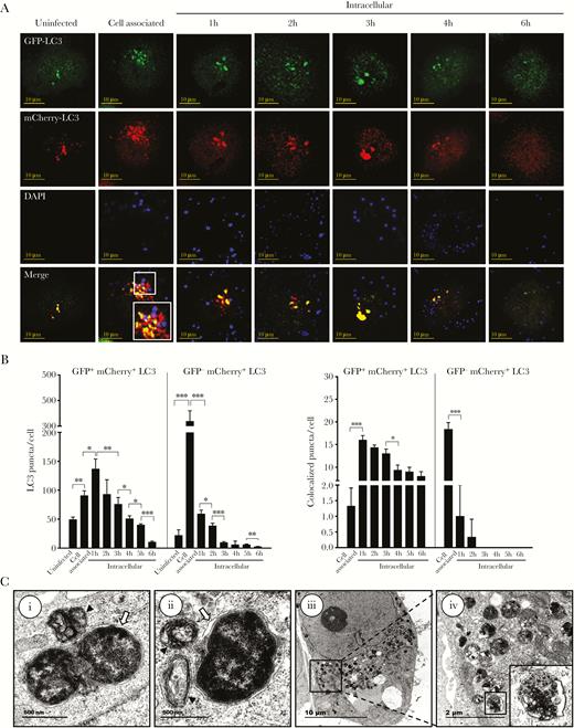 Neisseria gonorrhoeae inhibits autophagosome maturation. (A) Confocal microscopy analysis of gentamycin protection assays using HeLa cells transfected with a vector expressing mCherry-GFP-LC3. Cytosolic LC3 puncta are shown as GFP+-mCherry+, whereas lysosomal LC3 puncta are shown as GFP−-mCherry+. N. gonorrhoeae was stained with 4’,6-diamidino-2-phenylindole (DAPI) before the assays. Representative images are shown of assays performed on 3 separate occasions. (B) Quantification of the total GFP+-mCherry+ and GFP−-mCherry+ LC3 puncta and colocalization with N. gonorrhoeae in panel A. The graph represents the mean and standard deviation (SD) of 3 independent repeats, and at least 100 cells were analyzed for each repeat. Significant differences between time points were identified by Student’s t test. *, P < .05; **, P < .01; ***, P < .005. (C) Transmission electron microscopy analysis of intracellular N. gonorrhoeae in gentamycin protection assays after 1 hour of gentamycin treatment. (i) N. gonorrhoeae-containing autophagosome appears to fuse with a lysosome. (ii) N. gonorrhoeae looks already partly degraded inside an autolysosome, whereas more endosomes/lysosomes appear to fuse. (iii and iv) Numerous autolysosomes are visible at this stage containing N. gonorrhoeae undergoing degradation. White arrows indicate double-membrane autophagic structures surrounding N. gonorrhoeae, and black triangles indicate lysosomes and endosomes that seem to fuse with the N. gonorrhoeae-containing autophagosomes.