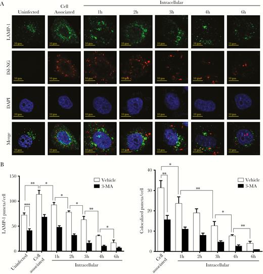 Neisseria gonorrhoeae inhibits colocalization and fusion with lysosomes. (A) Confocal microscopy analysis of lysosomal-associated membrane protein (LAMP)-1 puncta and colocalization with Dil-stained N. gonorrhoeae in gentamycin protection assays. The HeLa cell nucleus was stained with 4’,6-diamidino-2-phenylindole (DAPI). Representative images are shown. (B) Quantification of total LAMP-1 puncta and colocalization with N. gonorrhoeae in panel A and 3-MA pretreated control cells. The graph represents the mean and standard deviation of at least 100 cells per time point. Significant differences were identified by Student’s t test. *, P < .05; **, P < .01; ***, P < .005.