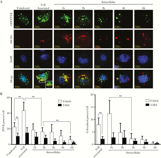 Neisseria gonorrhoeae inhibits phosphatidylinositol-3-phosphate generation and colocalization. HeLa cells were transfected with a vector expressing GFP-FYVE and used in gentamycin protection assays with N. gonorrhoeae. (A) Confocal microscopy analysis of GFP-FYVE puncta and colocalization with Dil-stained N. gonorrhoeae in gentamycin protection assays. The HeLa cell nucleus was stained with 4’,6-diamidino-2-phenylindole (DAPI). Representative images are shown of 3 independent repeats. (B) Quantification of total GFP-FYVE puncta and colocalization with N. gonorrhoeae in panel A and 3-MA pretreated control cells. The graph represents the mean and standard deviation of 3 independent repeats, and at least 100 cells were analyzed for each repeat. Significant differences between time points were identified by Student’s t test. **, P < .01.