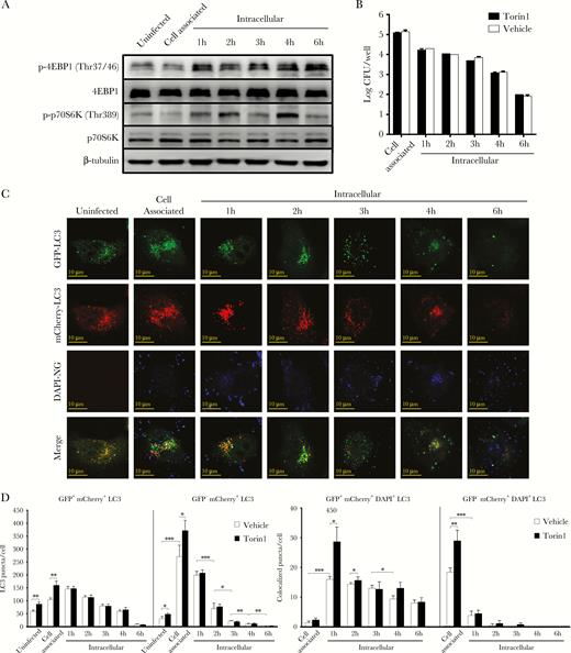 Neisseria gonorrhoeae activates the autophagy repressor mammalian target of rapamycin complex 1 (mTORC1) during cell invasion. (A) Western analysis of the phosphorylated and nonphosphorylated mTORC1 substrate proteins 4EBP1 and p70S6K during N. gonorrhoeae invasion of HeLa cells in gentamycin protection assays. β-tubulin was included as loading control. (B) Quantification of adhesion, invasion, and intracellular survival of N. gonorrhoeae in Torin1 pretreated HeLa cells. The graph expresses the mean and standard deviation (SD) of 3 independent experiments. (C) Confocal microscopy analysis of gentamycin protection assays using HeLa cells transfected with a vector expressing mCherry-GFP-LC3 and pre-treated with Torin1. Cytosolic LC3 puncta are shown as GFP+-mCherry+, whereas lysosomal LC3 puncta are shown as GFP−-mCherry+. N. gonorrhoeae was stained with DAPI before the assays. Representative images are shown of assays performed on 3 separate occasions. (D) Quantification of the total GFP+-mCherry+ and GFP−-mCherry+ LC3 puncta and colocalization with N. gonorrhoeae using Torin1-treated cells in panel C and vehicle control cells in Supplementary Figure S13. The graph represents the mean and SD of 3 independent repeats, and at least 100 cells were analyzed for each repeat. Significant differences between time points were identified by Student’s t test. *, P < .05; **, P < .01; ***, P < .005.