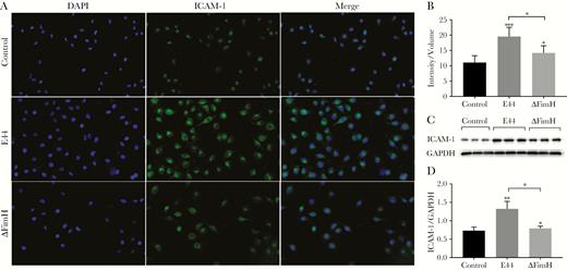 Surface expression of intercellular adhesion molecule (ICAM)-1 induced by E44 and ΔFimH. Immunofluorescence microscopy (×200; A and B) and Western blotting assay (C and D) revealed significantly increased ICAM-1 expression in human brain microvascular endothelial cells after infection with E44 or ΔFimH at 37°C for 2 hours; E44 treatment produced a more prominent increase. *, P < .05, **, P < .01 and ***, P < .001. DAPI, 4’,6-diamidino-2-phenylindole; GAPDH, glyceraldehyde 3-phosphate dehydrogenase; E44, wild-type Escherichia coli K1 strain; ΔFimH, FimH knockout E coli K1 strain.