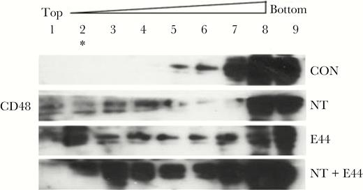 Fractionation analysis of the redistribution of CD48 in lipid rafts. Redistribution of CD48 in lipid rafts induced by nicotine (NT) and E44. Nine fractions were prepared from lysates of human brain microvascular endothelial cells treated with or without NT and E44. Compared with the control group, CD48 was partly redistributed to fractions 1–4, especially fraction 2 (*) of the lipid rafts after E44 treatment. CON, control without treatment; E44, wild-type Escherichia coli K1 strain.