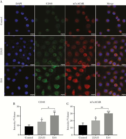 Surface expression and colocalization of CD48 and α7 nicotinic acetylcholine receptor (nAChR) on human brain microvascular endothelial cells (HBMECs) induced by E44 and 22A33 stimulation. (A) Compared with the untreated control group, both CD48 and α7 nAChR membrane expression and colocalization on the membrane of HBMECs significantly increased in the groups treated with Escherichia coli strains, particularly E44. Scale bar, 25 μM. (B and C) The average fluorescence intensities of CD48 and α7 nAChR remarkably increased in the groups treated with E coli strains, particularly E44. *, P < .05, **, P < .01 and ***, P < .001. CD48, FimH receptor; DAPI, 4’,6-diamidino-2-phenylindole; E44, wild-type E coli K1 strain; 22A33, FimH mutant E coli strain.