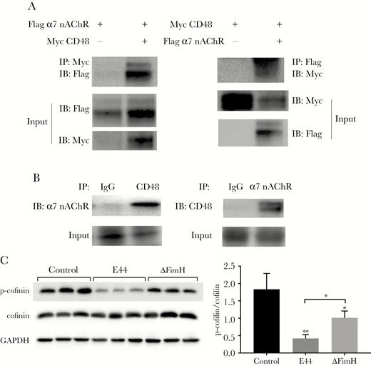 Co-immunoprecipitation (Co-IP) to verify the interaction of CD48 and α7 nicotinic acetylcholine receptor (nAChR) and cofilin dephosphorylation in E44- and ΔFimH-stimulated human brain microvascular endothelial cells (HBMECs). (A) Exogenous condition Co-IP. The 293T cells were divided into 4 groups: transfection with pcDNA3.1-α7 nAChR-Flag and pcDNA3.1-Myc (Flag-α7 nAChR+, Myc-CD48−); transfection with pcDNA3.1-α7 nAChR-Flag and pcDNA3.1-CD48-Myc (Flag-α7 nAChR+, Myc-CD48+); transfection with pcDNA3.1-CD48-Myc and pcDNA3.1-Flag (Myc-CD48+, Flag-α7nAChR−); and transfection with pcDNA3.1-CD48-Myc and pcDNA3.1-α7nAChR-Flag (Myc-CD48+, Flag-α7nAChR+). Cells harvested after 24 hours of transfection were lysed in IP lysis buffer and used for the Co-IP experiments. (B) Endogenous condition Co-IP. The HBMECs were seeded into four 10-cm dishes. After they grew to 80% confluence, the cells were harvested and lysed in IP lysis buffer for the Co-IP experiments. (C) Western blotting assay of phosphorylated cofilin and total cofilin in HBMECs infected with E44 or ΔFimH for 2 hours (left). The result demonstrated a significant decline in the phosphorylated cofilin level and no change in the total cofilin level. The phosphocofilin antibody specifically recognizes the inactivated form of cofilin (p-cofilin), and the cofilin antibody was used to detect total cofilin. (Right) Quantitative analysis of the ratio of p-cofilin/cofilin). Data shown are the means ± standard deviation of 3 independent experiments conducted in triplicate: *, P < .05 and **, P < .01; Flag α7 nAChR+, transfection with pcDNA3.1-α7 nAChR-Flag; Flag α7 nAChR−, transfection with pcDNA3.1-Flag; Myc CD48+, transfection with pcDNA3.1-CD48-Myc; Myc CD48−, transfection with pcDNA3.1-Myc. GAPDH, glyceraldehyde 3-phosphate dehydrogenase; IB, immunoblotting, Western blotting to display target protein; IgG, immunoglobulin G; Input, lysis solution was used before IP for IB to exclude the false-positive interference.