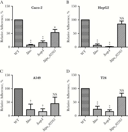 Adherence of Klebsiella pneumoniae Ca0437 wild type (WT) and Δhns, ΔsapA, and Δkpn_02265 deletion mutants to various cell lines, including colonic epithelial cells Caco-2 (A), hepatocytes HepG2 (B), lung epithelial cells A549 (C), and urinary bladder epithelial cells T24 (D). Mid–log phase K. pneumoniae were added to cells of the indicated cell line, and the mixture was incubated for 15 minutes, washed with phosphate-buffered saline wash, lysed with Triton X-100, and plated for colony-forming unit counts. The adherence rates of the isogenic mutants were normalized to that of the WT parent strain (defined as 100%). Bars represent the mean and standard error of the mean from ≥3 independent experiments. *P < .05; †P < .01; ‡P < .001 (comparison with WT; analysis of variance followed by Dunnett multiple comparisons test). Abbreviation: NS, not significant.