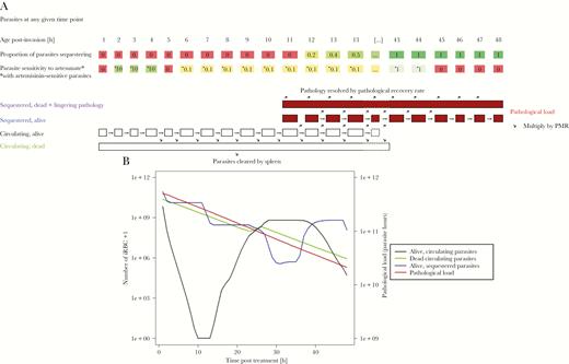 A schematic of how our model tracks parasitemia and pathology posttreatment. A, How the simulation tracks parasitemia and pathology. The parasite population is separated into 48 hourly “age-bins” corresponding to their developmental age within their 48-hour intraerythrocytic cycle. A certain proportion of parasites in each age-bin will be sequestered, with 0% of parasites sequestering in age-bins 1 to 11 and approximately 100% sequestering in age-bins 14–48 (the proportions given in the figure are illustrative). Parasites in age-bin 48 rupture to produce new “daughter” parasites that enter age-bin 1; the number of daughter parasites that successfully invade new erythrocytes is the parasite multiplication rate (PMR). The simulation runs in 1-hour time steps and, if drug is present, it kills parasites according to their drug sensitivity, which is given in the second row of boxes as a proportion of basal kill rate (see Supplementary Information). Parasites that survive drug action are moved forward 1 age-bin (unless they are in age-bin 48 in which case they rupture to produce daughter parasites as described above). Parasites killed by drug in the time-step have 2 fates depending on their status. Those killed in circulating stages enter a pool of “dead circulating parasites” and will eventually be removed by splenic or other host clearance mechanisms. Those parasites that are killed while sequestered are removed from the simulation but their pathology does not instantly disappear with their death, so we track their the number of dead sequestered parasites and the lingering pathology of these parasites (second term of Equation 1) that resolves at the user-defined “pathological recovery rate”. B, How this methodology is used to simulate treatment of 1 exemplar individual (recall that patients and their parasites differ in a range of important variables; see Table 1). The number of alive circulating plus dead circulating parasites can be tracked over time posttreatment. These 2 classes can be directly observed (but not distinguished) in human blood samples and their rate of clearances, usually known as “parasite clearance rate” is often used as a proxy of clinical outcome; this enables us to verify that our simulations recovered these clinical observations. Live sequestered parasites are added to the lingering effects of sequestered parasites killed in earlier stages (ie, those contributing to “post-mortem pathology”) to obtain the pathological load L(t) at any time point posttreatment (Equation 1). Note that the number of dead sequestered parasites and their lingering pathology are not plotted here because that line is nearly indistinguishable from total pathological load (which includes live sequestered parasites) and so only total pathological load is plotted (right y axis; note difference in axis scale compared to other model compartments plotted on the left y axis). The dynamics of L(t) following treatment are used to calculate our key pathology metrics that are area under the pathology curve (AUCPL) and the maximum parasite load (MPL). The patient displayed in this figure had sensitive parasites and was treated with the standard regimen, with PK parameters drawn from Table 1. Abbreviation: iRBC, infected red blood cell.