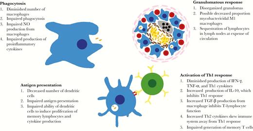 Undernutrition blunts both adaptive and immune responses against Mycobacterium tuberculosis through multiple mechanisms. IFN-γ, interferon γ; IL-10, interleukin 10; NO, nitric oxide; Th1, T-helper type 1; Th2, T-helper type 2; TGF-β, transforming growth factor β; TNF-α, tumor necrosis factor α.
