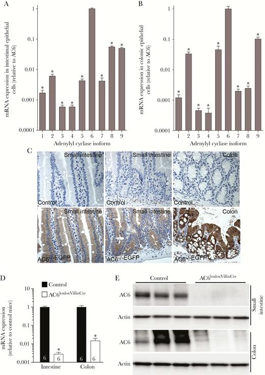 Intestinal epithelial cell–specific adenylyl cyclase 6 (AC6) knockout mice. Messenger RNA (mRNA) expression of AC isoforms (1–9) in epithelial cells isolated from the small intestine (A) or colon (B) of AC6loxlox mice (n = 5). Data were analyzed by 1-way analysis of variance followed by Dunnett multiple comparison test. *P < .0001 relative to AC6. C, Representative immunohistochemistry images from AC6–/–EGFP mouse intestine stained with an anti–enhanced green fluorescent protein (EGFP) antibody (n = 4/genotype). EGFP (surrogate marker of AC6 expression) was observed in all epithelial cells of the small intestine and colon. D, mRNA expression of AC6 in epithelial cells isolated from the intestine or colon of control (AC6loxlox) or AC6loxloxVillinCre mice (numbers refer to ‘n’). Data were analyzed by an unpaired Student t test. *P < .005 relative to control. E, AC6 protein was virtually undetectable in epithelial cells isolated from the small intestine or colon of AC6loxloxVillinCre mice. Data are expressed as mean ± standard error of the mean.