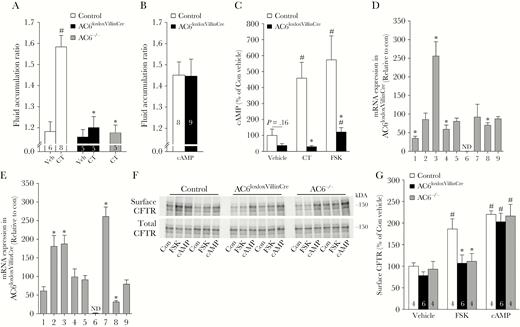 The effects of cholera toxin (CT) in vivo are mediated by adenylyl cyclase 6 (AC6). A, In the adult “sealed” mouse model, CT (10 µg/mouse) induced a significant increase in intestinal fluid accumulation in control (con, AC6loxlox), but not AC6loxloxVillinCre and AC6–/– mice. Data were analyzed by 1-way analysis of variance (ANOVA) followed by Tukey multiple comparison test. #P < .05 CT vs vehicle within genotype. *P < .05 between control and gene-modified mice within a treatment group. B, Fluid accumulation in control and AC6loxloxVillinCre mice could be stimulated to a similar degree using 8-Br–cyclic adenosine monophosphate (cAMP, 40 mg/kg). Data were analyzed by unpaired Student t test. C, In isolated intestinal epithelial cells from control mice (n = 4), forskolin (FSK, 1 µmol/L) or CT (10 µg/mL) significantly increased cAMP levels. Stimulation of cAMP formation by CT was completely absent and the response to FSK was severely attenuated in AC6loxloxVillinCre mice (n = 4). Data were analyzed by 1-way ANOVA followed by Tukey multiple comparison test. #P < .05 treatment vs vehicle within genotype. #P < .05 between control and gene-modified mice within a treatment group. *P < .05 relative to control mice. D, Relative messenger RNA (mRNA) expression levels of adenylyl cyclases in epithelial cells isolated from the intestine or colon (E) of control or AC6loxloxVillinCre mice (n = 5/genotype). ND = not detectable. Data were analyzed by unpaired Student t test. *P < .05 relative to control mice. F, Representative immunoblot of biotinylated (surface) and total cellular cystic fibrosis transmembrane conductance regulator (CFTR) levels in enterocytes isolated from control, AC6loxloxVilinCre, and AC6–/– mice following FSK (1 µmol/L) or 8-Br-cAMP (10 mmol/L) treatment. Each lane represents a sample from an individual mouse and shows the surface CFTR and total CFTR within the same preparation. G, Summary of ex vivo biotinylation studies. CTFR surface levels, relative to total CFTR levels within the same sample, were not different between genotypes upon vehicle application. FSK significantly increased surface CFTR in control but not genetically modified mice, whereas 8-Br-cAMP increased surface CFTR levels in AC6loxloxVillinCre and AC6–/– mice to levels observed in control mice. Numbers associated to individual bars represent sample size “n.” Data were analyzed by 1-way ANOVA followed by Tukey multiple comparison test. #P < .05 treatment vs vehicle within genotype. *P < .05 between control and gene-modified mice within a treatment group. Data are expressed as mean ± standard error of the mean.