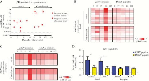 Specific epitope recognition in Zika virus (ZIKV)-infected pregnant women from different geographic locations. A, ZIKV IgG antibody detection in Brazil ZIKV-infected pregnant women (6 ZIKV-infected pregnant women with normal fetuses and 1 ZIKV-infected pregnant woman whose fetus had congenital anomalies), during the acute and convalescent phases of disease, at a dilution of 1:200 were determined by ZIKV virion-based enzyme-linked immunosorbent assay (ELISA). Dotted line represents the mean value of the healthy donors and data are means. B, Serum samples from 7 ZIKV-infected pregnant women from the Brazil ZIKV cohort, collected during the acute and convalescent phases of disease, were subjected to ZIKV and dengue virus (DENV) peptide-based ELISAs corresponding to the antigens membrane (prM) protein, envelope (E) glycoprotein, and nonstructural protein 1 (NS1) protein. C, Serum samples from 2 ZIKV-infected pregnant women from the Singapore ZIKV cohort, collected during acute and convalescent phases of disease, were subjected to the same peptide-based ELISAs. Due to the possible noise signal from yellow fever virus (YFV) vaccination, data from Brazil ZIKV-infected pregnant women serum samples were first subtracted with signal against corresponding YFV peptides (OD from ZIKV peptide − OD from YFV peptide) and expressed as specific antibody recognition in order to identify the specific response without the noise signal due to YFV vaccination. Next, data are presented in heat-map format, with white representing low signal and red representing high signal against the peptides. Results are averages of 2 independent experiments. D, Specific ZIKV epitope recognized by ZIKV-infected pregnant women was identified along the NS1 protein region. Abbreviation: Con, convalescent. Antipeptide antibody responses are presented as mean ± SD. Statistical significance was measured using Mann–Whitney U test. ***P < .001.
