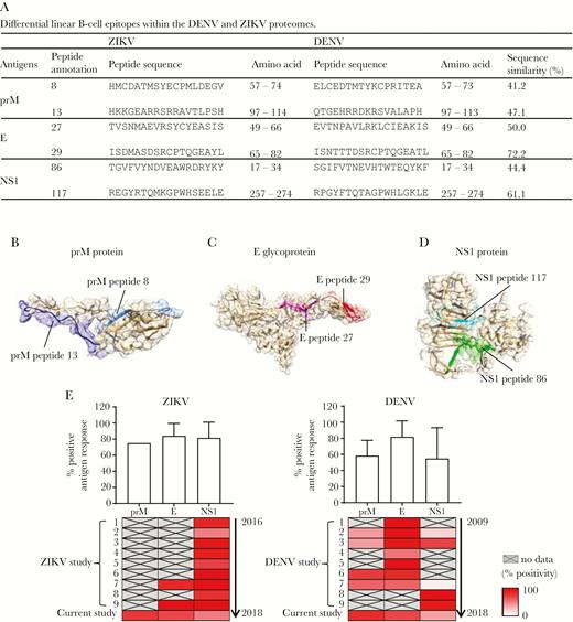 Mapping of epitopes onto Zika virus (ZIKV) membrane (prM), envelope (E), and nonstructural protein 1 (NS1) structures. A, Differential linear B-cell epitopes within the dengue virus (DENV) and ZIKV proteomes are listed. Amino acid numbers correspond to the amino acid positions along the antigens and the first amino acid from each antigen is annotated as 1. B–D, Schematic representations of identified epitope position determined by peptide enzyme-linked immunosorbent assay (ELISA) in the ZIKV prM protein, E glycoprotein, and NS1 protein. Epitopes in the prM protein were located based on structures predicted by the I-TASSER. Epitopes in E glycoprotein and NS1 protein were located based on structural data retrieved from Protein Data Bank records 5IZ7 and 5K6K, respectively. E, Antigenic response profiles in ZIKV-infected and DENV-infected patients from 18 independent published cohort studies and the current Brazil ZIKV-infected patients and Singapore DENV-infected patients. The average percentage of patients showing positive antibody response against the respective antigens are represented by the bar chart (upper panel). The heat map shows the percentage of patients with positive antibody response against the respective antigens reported from the individual study, with data arranged in chronological order (lower panel).
