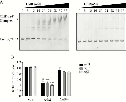 Cronobacter sakazakii CklR directly regulates expression of the suf operon. (A) Electrophoretic mobility shift assays of sufD fragment with purified CklR-His6 protein. 16s ribosomal deoxyribonucleic acid (A, right) was used as a negative control. (B) The expression of sufB, sufC, and sufD in wild-type (WT), ΔcklR, and ΔcklR+ strains, as revealed by quantitative reverse-transcription polymerase chain reaction. Data are presented as means ± standard deviation; n = 3 (Student’s t test; **, P < .01 and ***, P < .001).